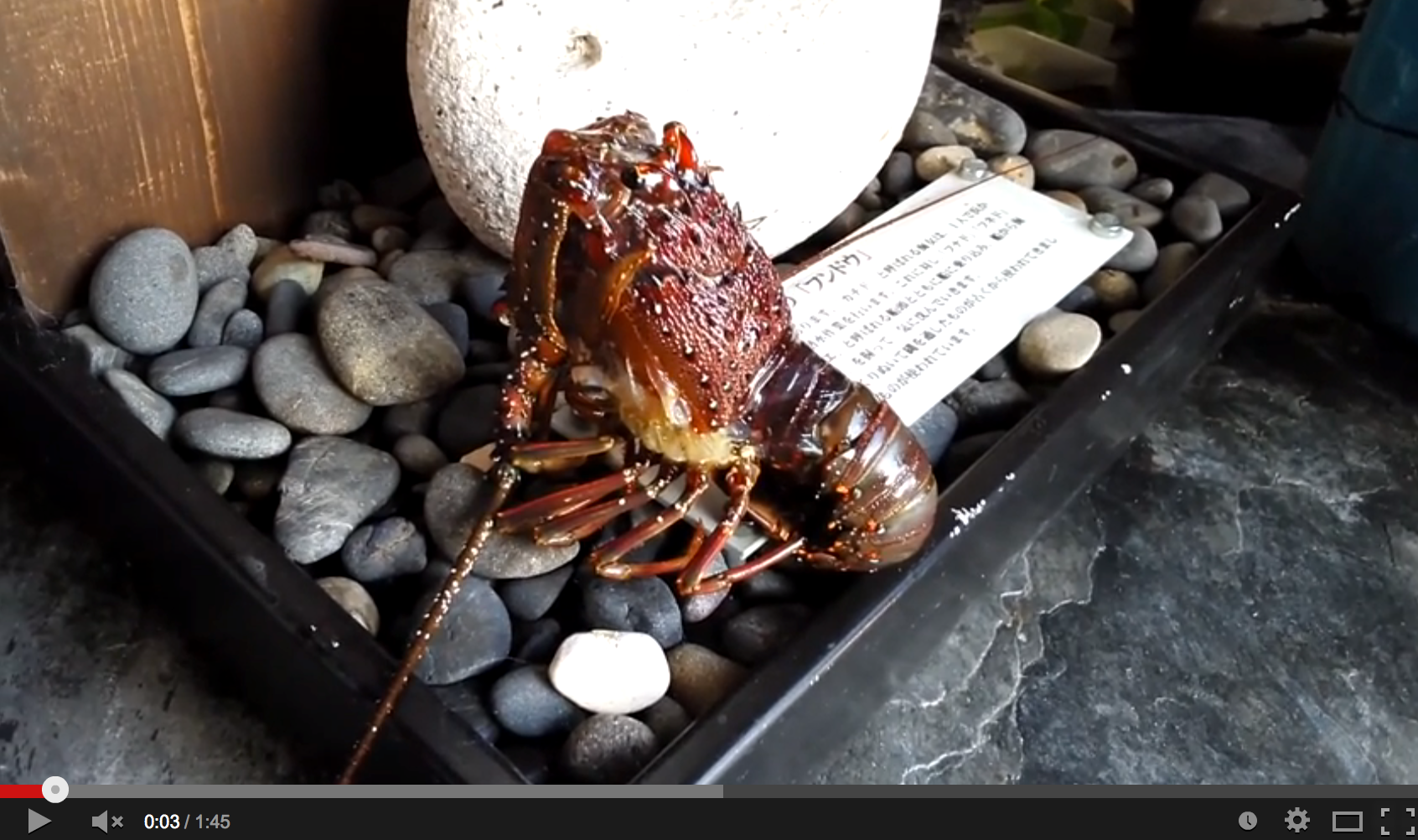 You might never eat seafood again after you watch this horrifying lobster  molting on land | SoraNews24 -Japan News-
