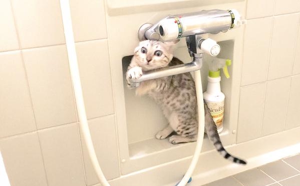 Clever cat duo cause havoc in the bathroom but are too cute to scold