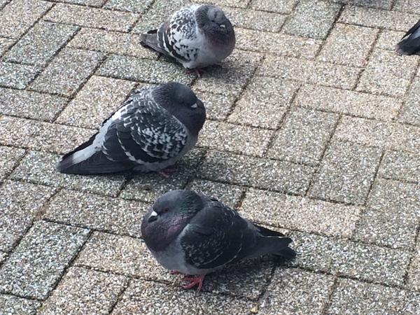 Pop-pom pigeons are topping Japan’s cute-o-meter this winter
