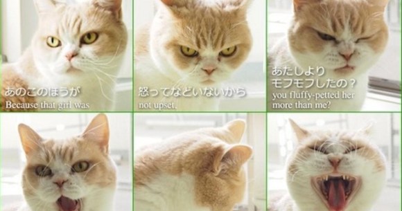 Now Even Cats In Japan Are Taking Post Breakup Selfies Soranews24 Japan News