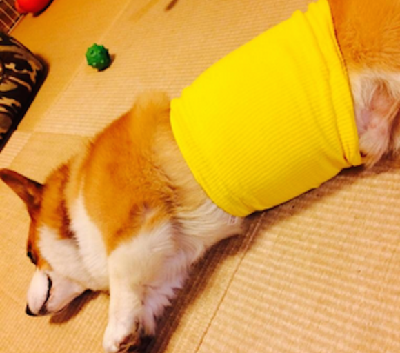 Dog tummy wraps are all the adorable rage in Japan this winter【Photos】
