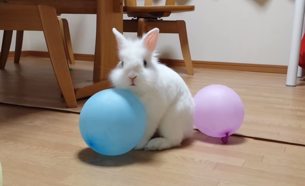 Balloon-carrying bunny is too cute not to love 【Video】 | SoraNews24 -Japan  News-