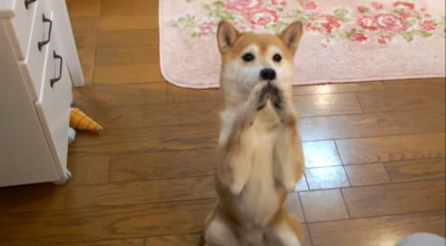 “Hey! Look at me! Look at me!” This dog just wants to play 【Video】