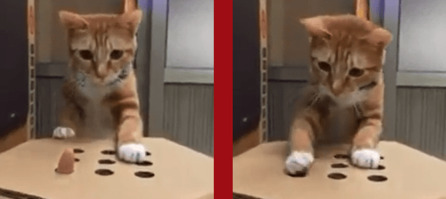 How to make a Whack-a-Mole game your cat will love in just 60 seconds【Video】