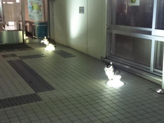 Nope, these aren’t cat-shape lights…