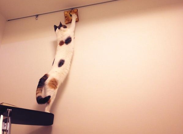 “Can you help meow-t here?” Twitter user discovers why his bread clock was constantly wrong