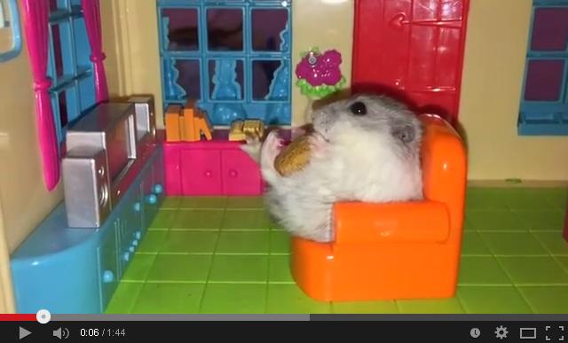 Pampered hamsters chill in tiny home, eat pies, win hearts 【Videos】