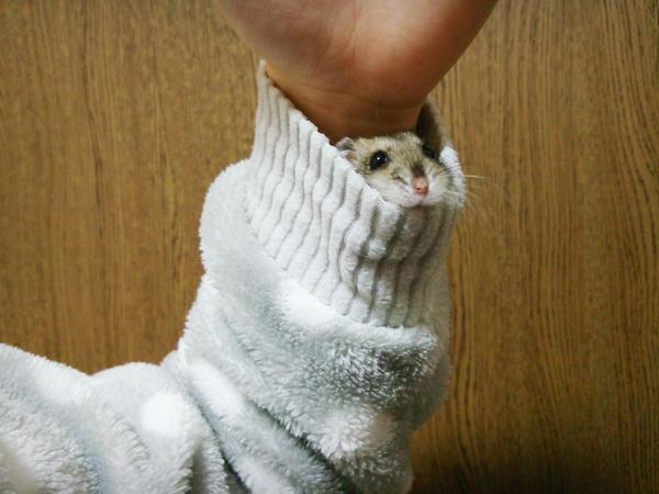 Hamsters in sleeves are all the rage in Japan this winter 【Photos】