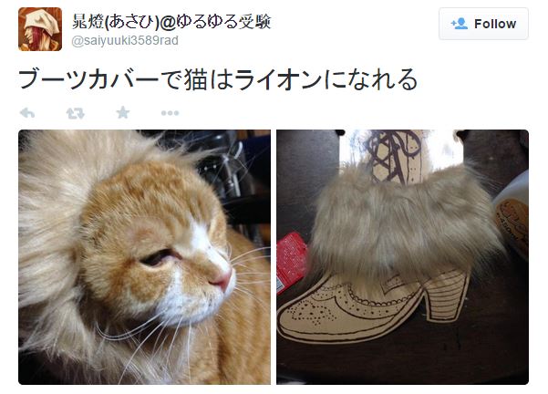 Japanese Twitter trend of the week: Outfitting your cat with a regal boot-cover mane