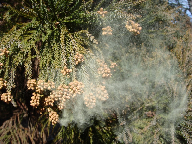 altered rice could solve Japan’s pollen allergy problem