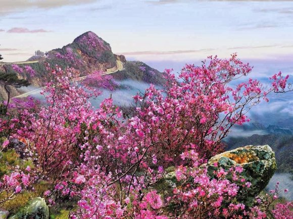 this-beautiful-wallpaper-translates-to-irons-azalea-and-shows-the-flowering-azalea-shrubs