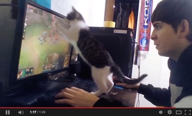 Playing ‘League of Legends’ is way harder with your cat around【Video】
