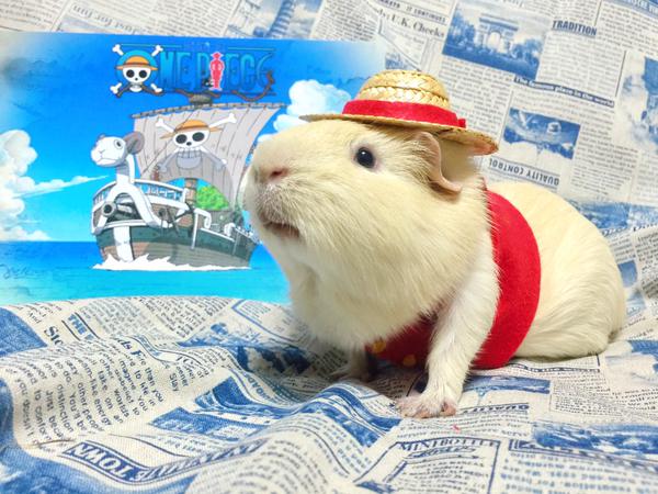 The Most Popular Anime of Winter 2021 Is Molcar A StopMotion Series About Guinea  Pig Cars  YouTube