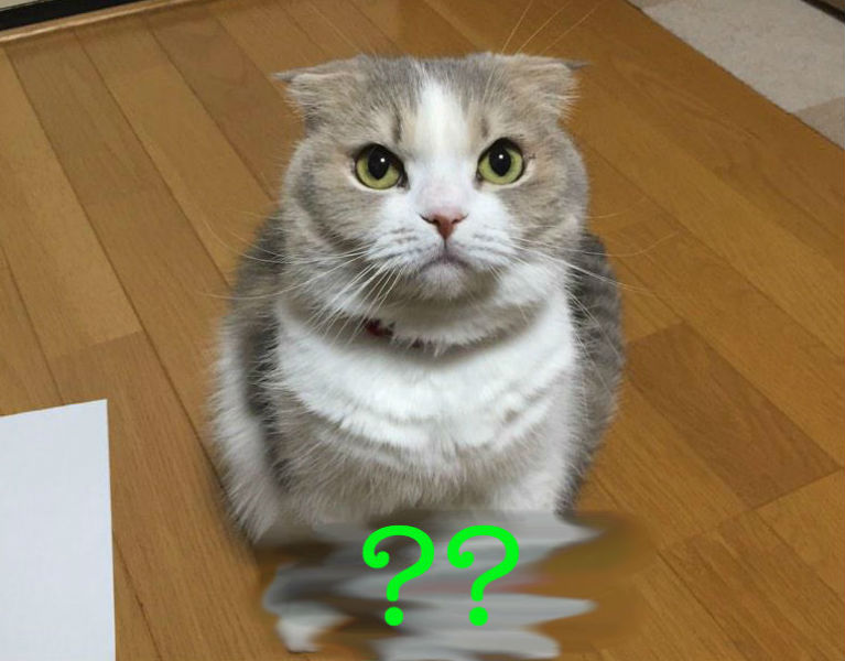 cat 3