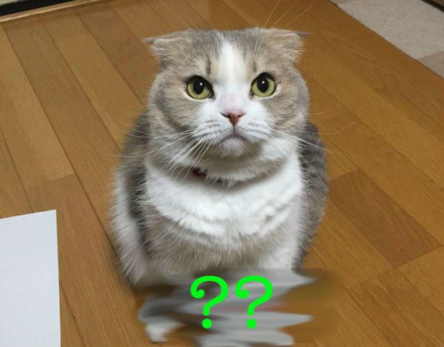 Adorable cat strikes mind-boggling pose – Can you decipher what he’s trying to communicate?