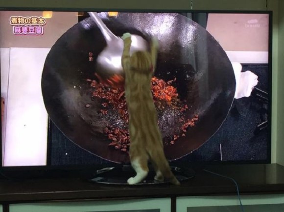 cat cooking 2