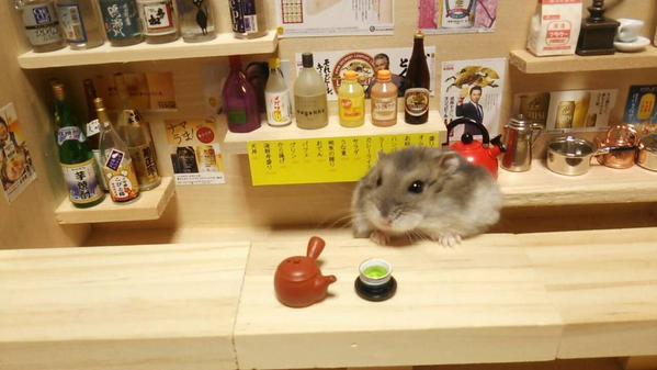 R.I.P. Ginji – Japan’s bartending hamster makes us smile one last time with his brave last words