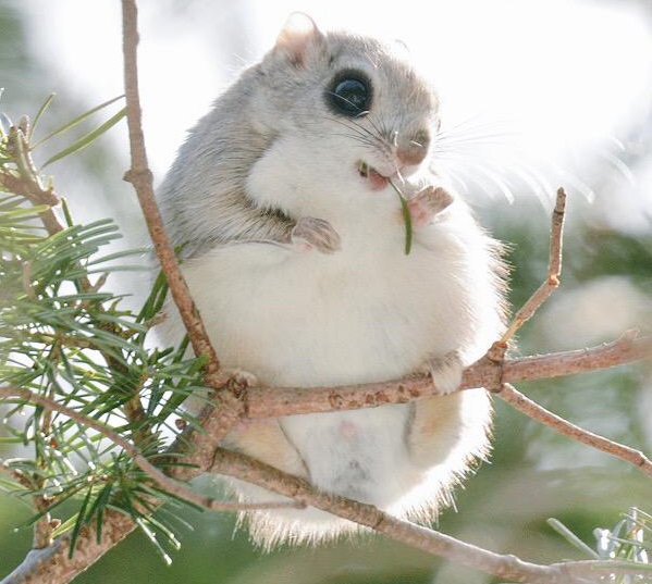 Looking for a new favourite animal? Take your pick from these six adorable Hokkaido natives
