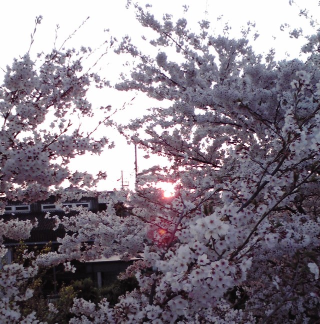 South Korean media wants the world to know that “cherry blossoms originated there”