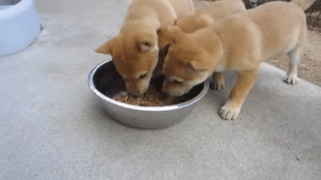 We bet you don’t love natto as much as these Shiba Inu puppies! 【Video】