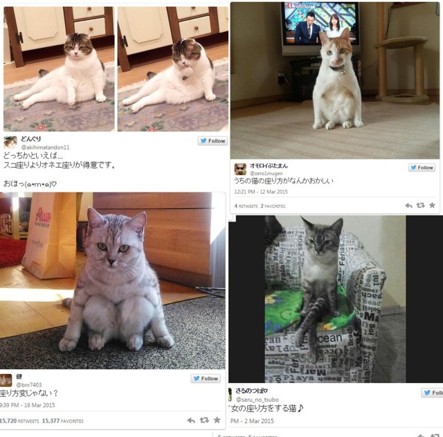 Breaking: An increasing number of cats sitting weirdly