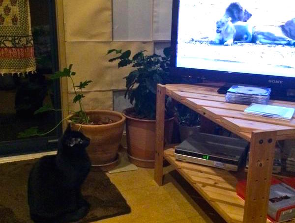 Distant relatives: Domestic cat’s face of horror on seeing pride of lions on TV