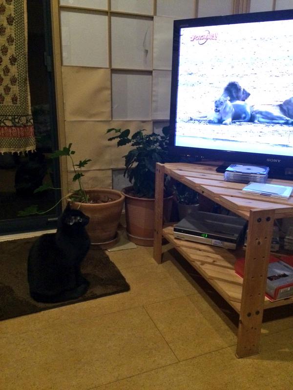 Distant relatives Domestic cat’s face of horror on seeing pride of