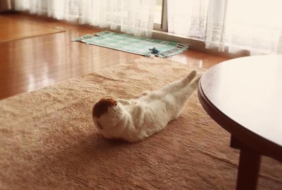 Cat yoga3