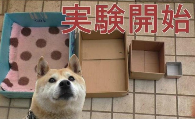 What happens when this adorable Shiba’s travel box gets smaller and smaller? 【Video】