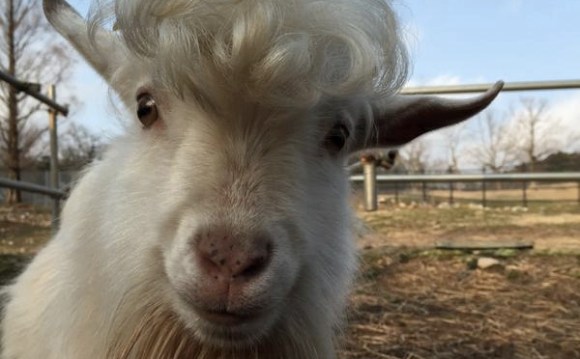 Does this goat have better hair than you? | SoraNews24 -Japan News-