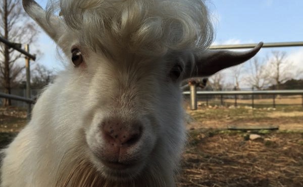 Does this goat have better hair than you?