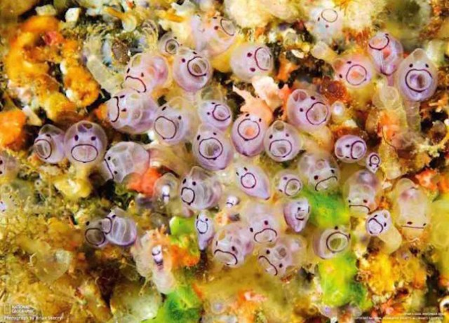 The adorable cuteness of sea squirts is too much for us to handle!