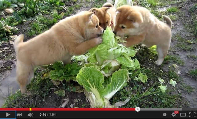 Three Shiba Inu puppies, one head of Chinese cabbage, tons of smiles 【Video】