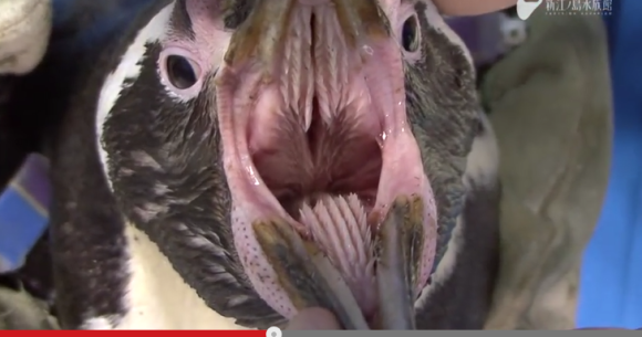 Awww! Penguin mouths are…ABSOLUTELY TERRIFYING!!! 【Video】 | SoraNews24