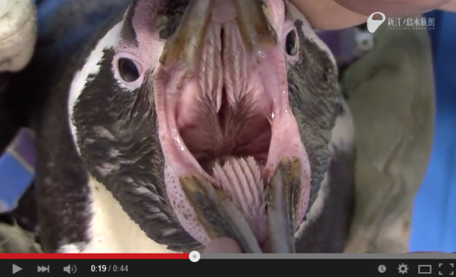 Awww! Penguin mouths are…ABSOLUTELY TERRIFYING!!! 【Video】