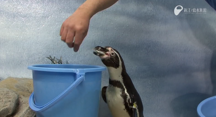 Awww! Penguin mouths are…ABSOLUTELY TERRIFYING!!! 【Video】 | SoraNews24