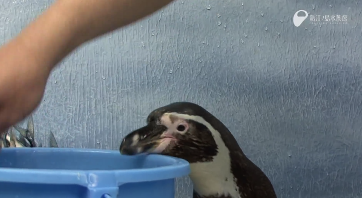 Awww! Penguin mouths are…ABSOLUTELY TERRIFYING!!! 【Video】 | SoraNews24