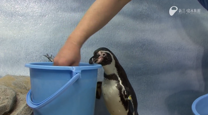 Awww! Penguin mouths are…ABSOLUTELY TERRIFYING!!! 【Video】 | SoraNews24