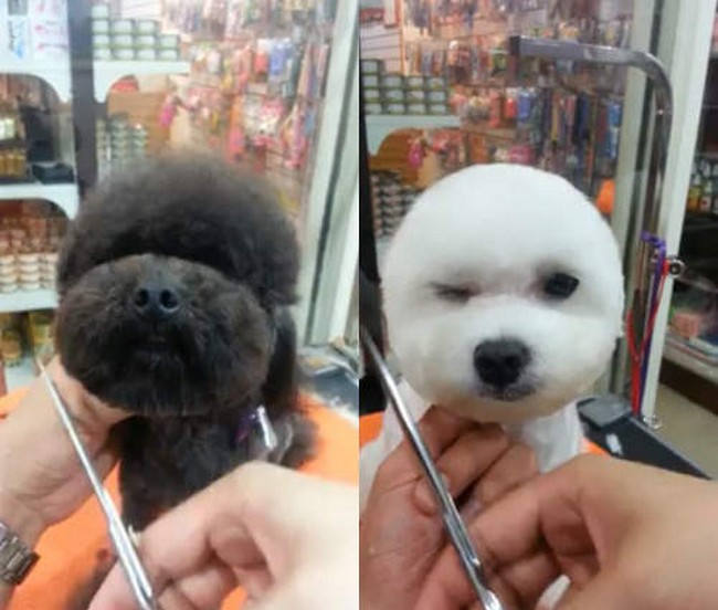 Circle dog hot sale haircut