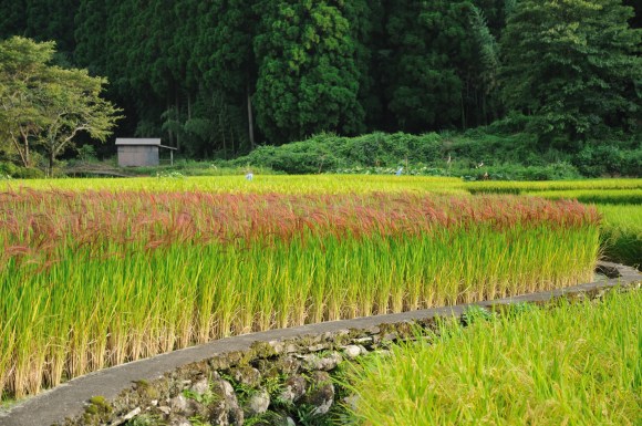 Red_Rice_Paddy_field_in_Japan_006