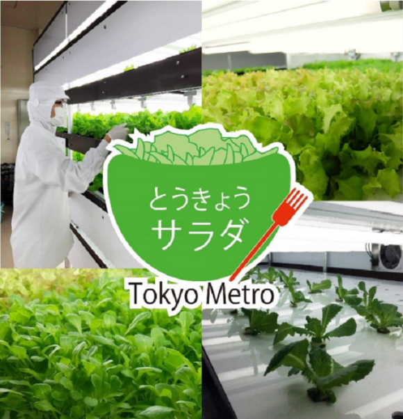 tokyo salad 1
