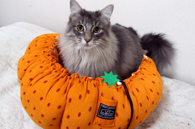 Cat/dog beds shaped like fruits and vegetables satisfy your recommended daily amount of cuteness