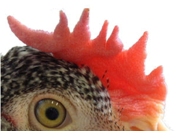Are you too chicken to eat a chicken comb?