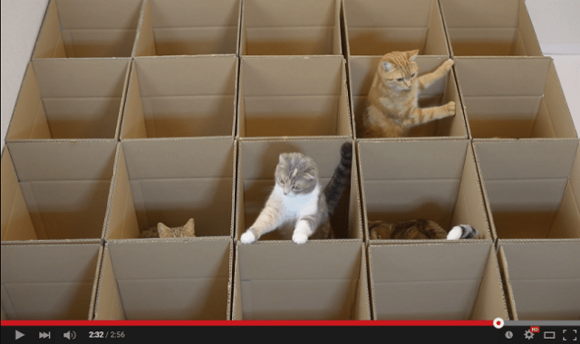 Nine cats + twenty boxes = CATastic fun 【Video】