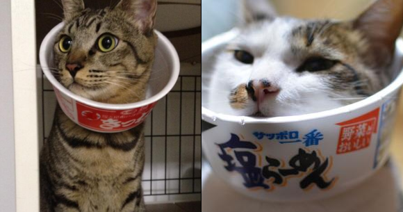 The Latest In Japanese Pet Fashion Wearing An Instant Ramen Bowl As A Pet Cone Soranews24 Japan News