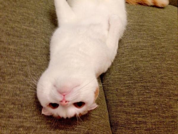 Another cat rises to internet fame, proves he can be just as stretchy as his name