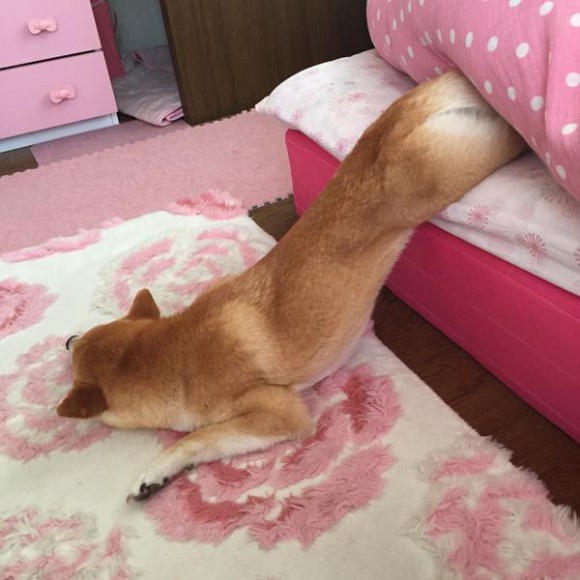 Cocon the Shiba Inu could be the laziest dog in the whole world 【Photos】