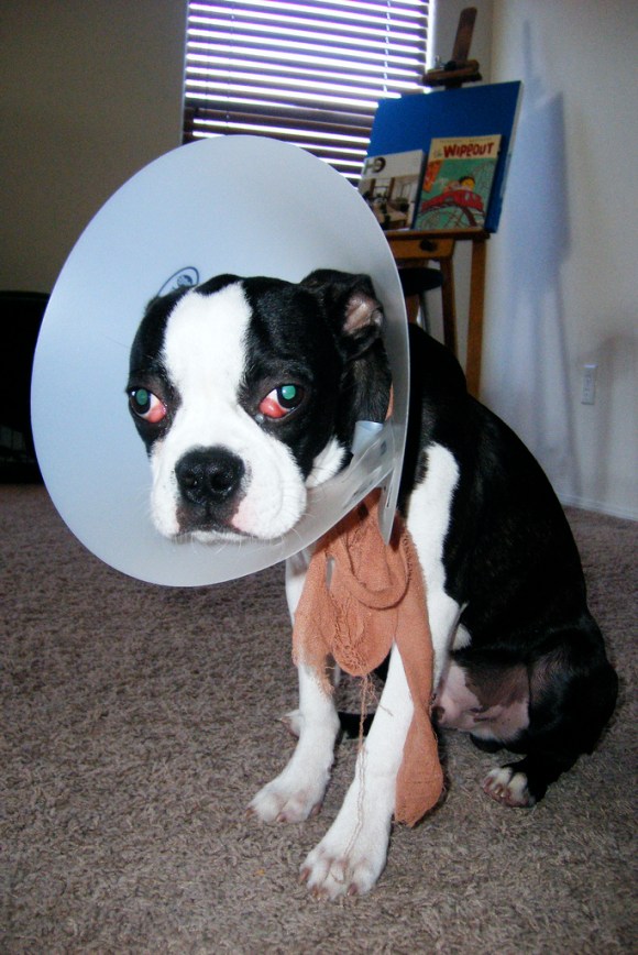 dog cone head