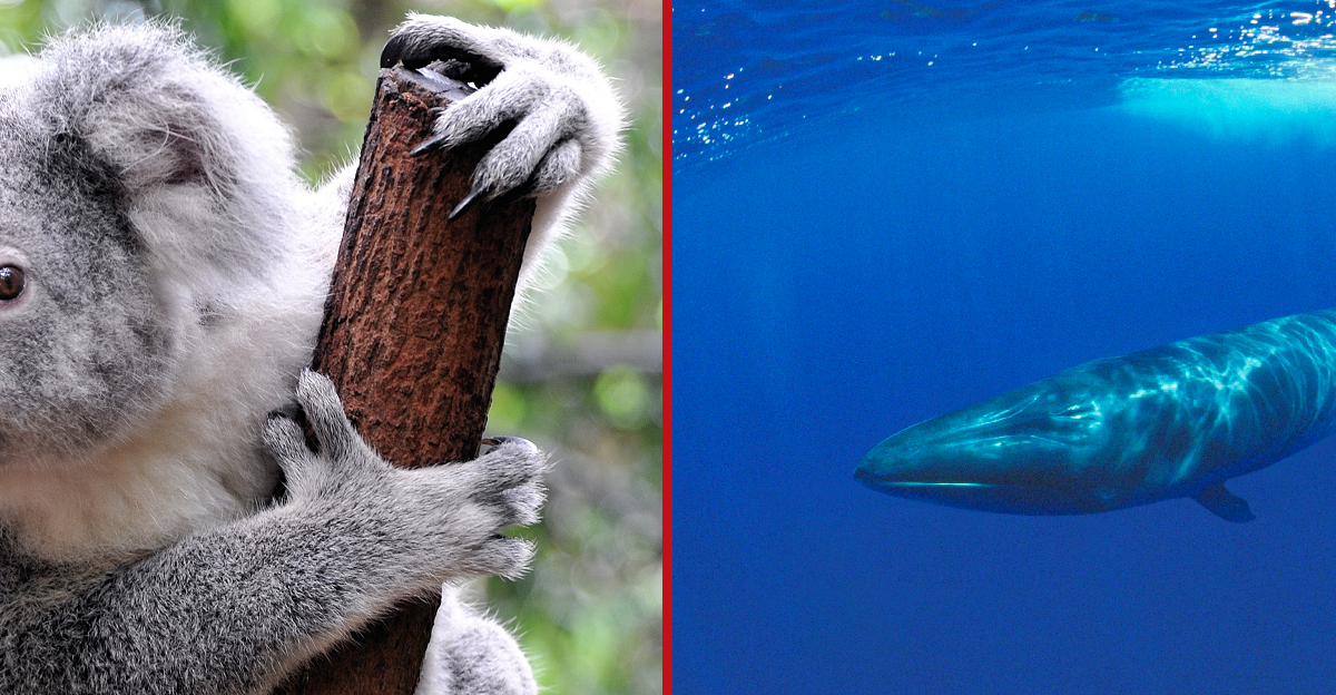 Australia mulls koala cull, Japan’s whaling advocates eat up the irony