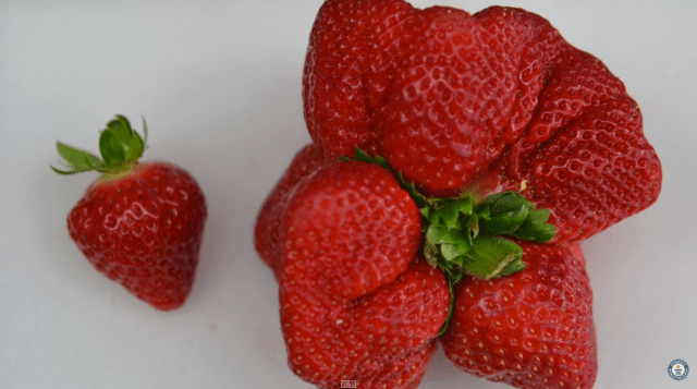 Guinness World Record-breaking strawberry found in Fukuoka and it’s delicious